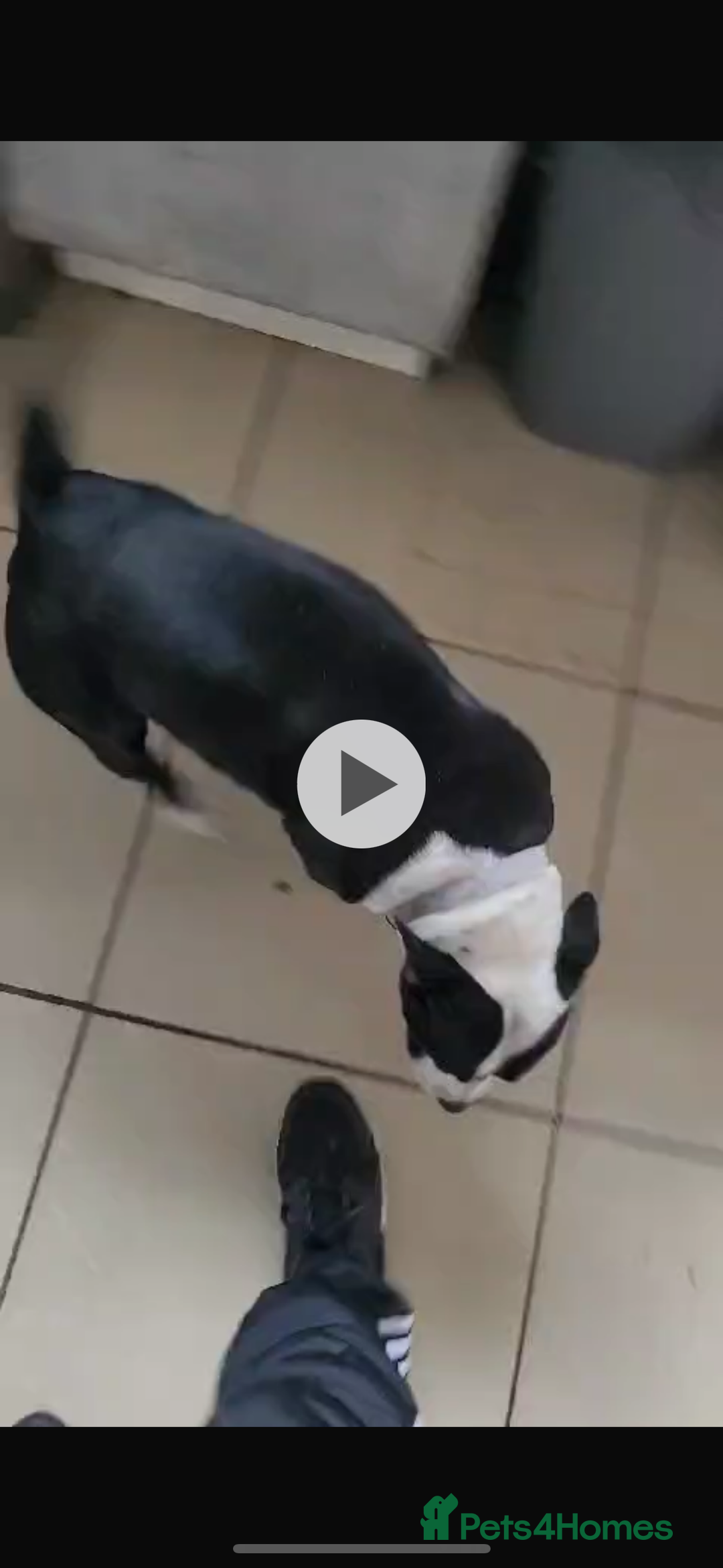 Staffordshire Bull Terrier dogs for sale: Staffy puppies  - Advert 7