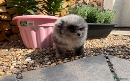 Pomeranian dogs for sale: ‼️💙QUALITY TEDDY BEAR MEARLE POMERANIAN💙 ‼️ - Image 16