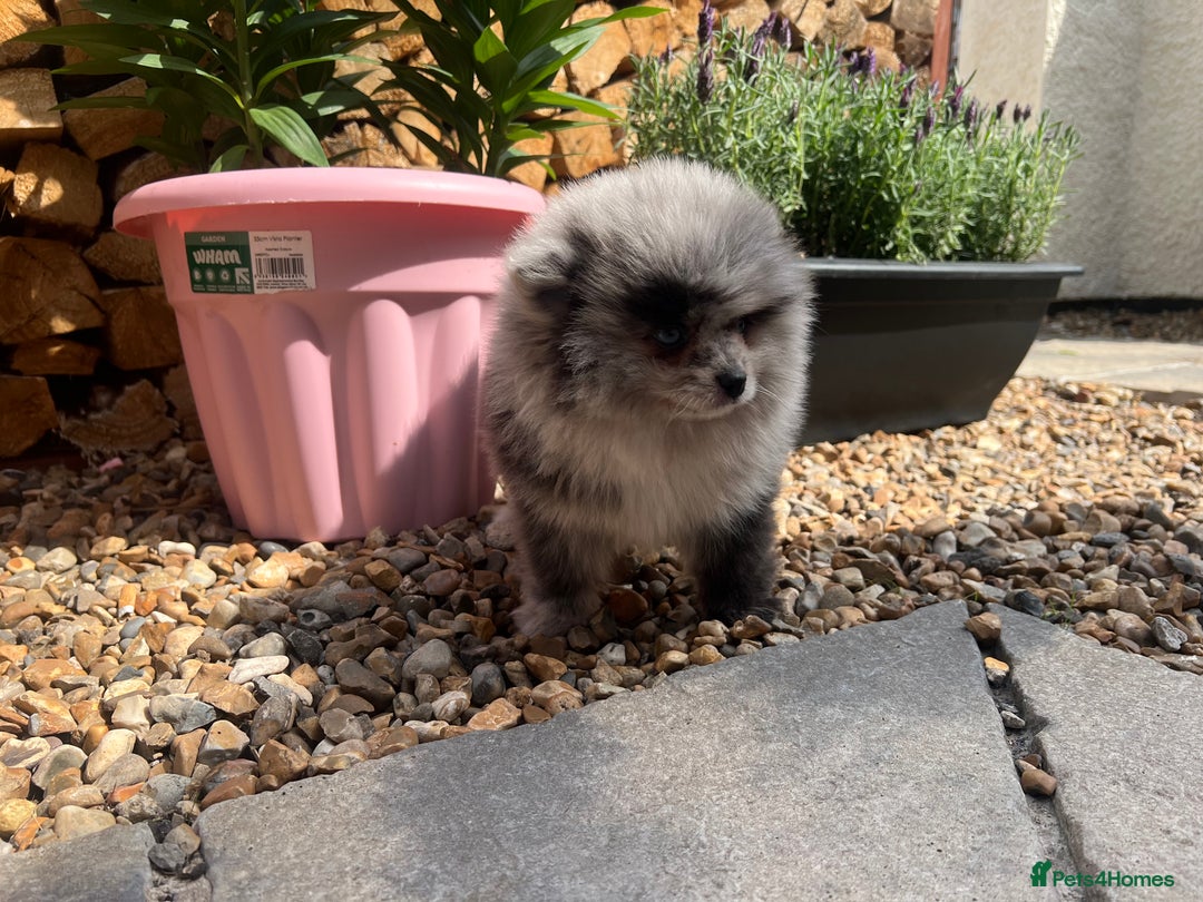 Pomeranian dogs for sale: ‼️💙QUALITY TEDDY BEAR MEARLE POMERANIAN💙 ‼️ - Image 16