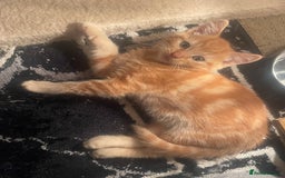 Mixed Breed cats for sale: Looking for forever home - Image 12