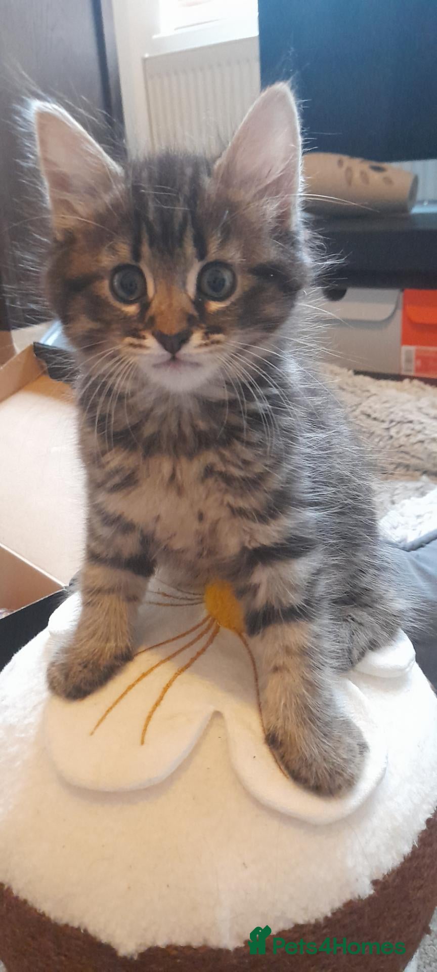 Mixed Breed cats Cute kittens  - Advert 18