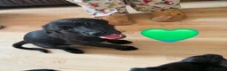 Sheprador dogs for sale: German Shepherd x Labrador pups - Advert 4