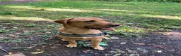 Labrador Retriever dogs for sale: Fox Red Lab for sale **READ DESCRIPTION** in Wrexham - Advert 6