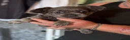 French Bulldog dogs for sale: Adorable fluffy frenchies - Advert 19