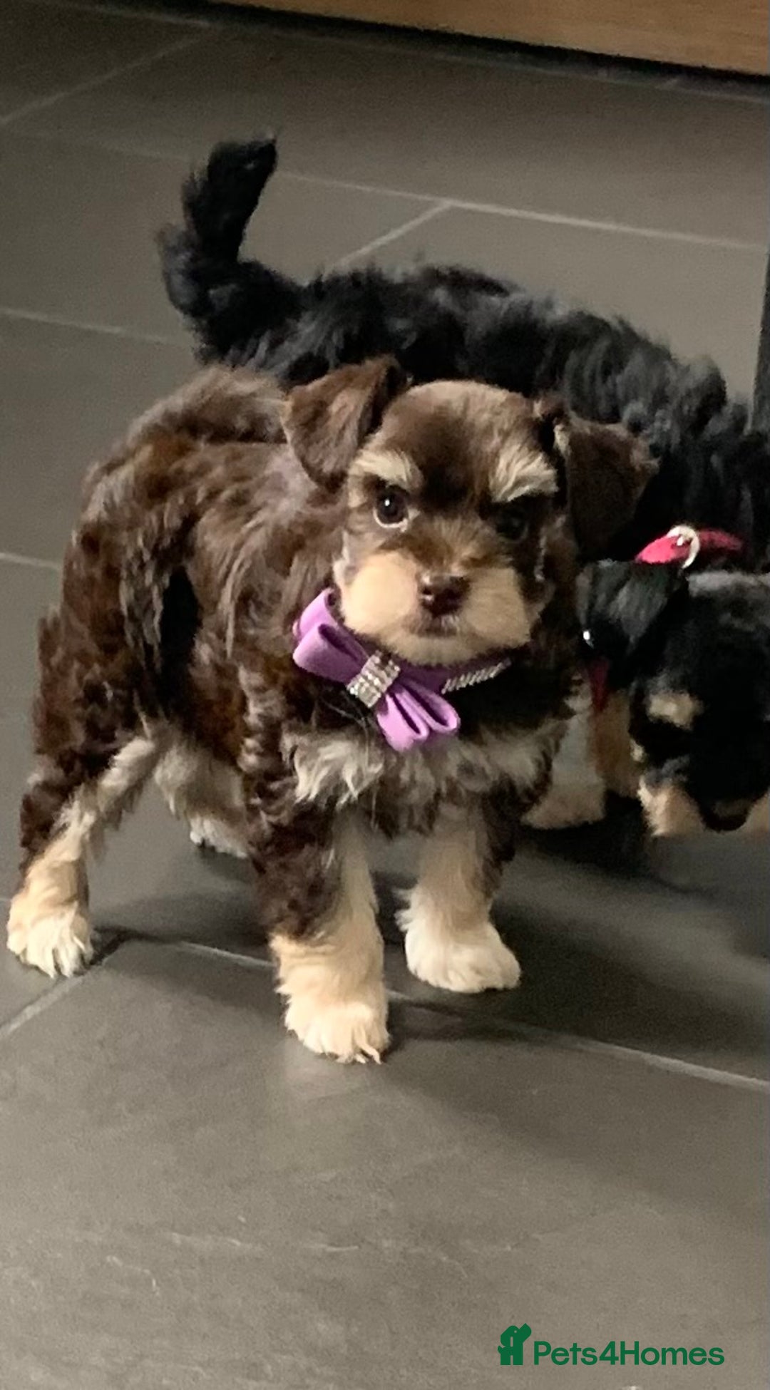 Miniature Schnauzer dogs for sale: 5* Licensed KC Toy Chocolate Schnauzers - Image 12