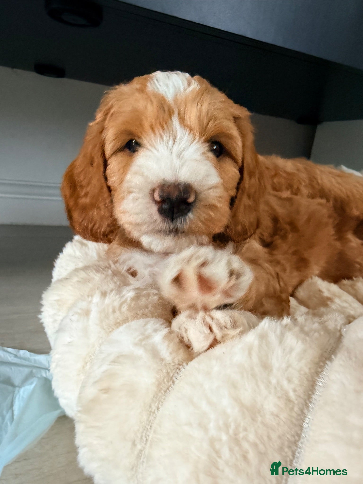 Mixed Breed dogs  Australian Labradoodle x Cockapoo Puppies  - Advert 2