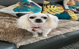 Maltese dogs for stud: 🌟Stunning KC Reg Korean Maltese boy for STUD in Waltham Cross - Image 6
