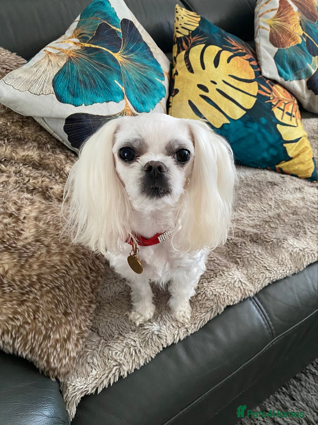 Maltese dogs for stud: 🌟Stunning KC Reg Korean Maltese boy for STUD in Waltham Cross - Image 6