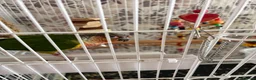 Conures birds for sale: Lovely male conure for sale - Advert 5