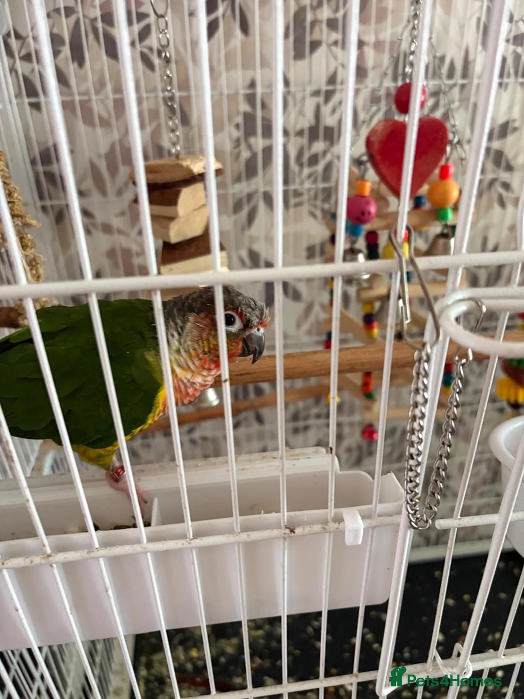 Conures birds for sale: Lovely male conure for sale - Advert 5