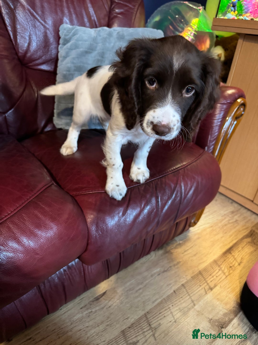 English Springer Spaniel dogs for sale: Working springer spaniel pup - Image 5