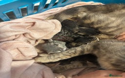 Bengal cats for sale: Full bengal kittens - Image 3