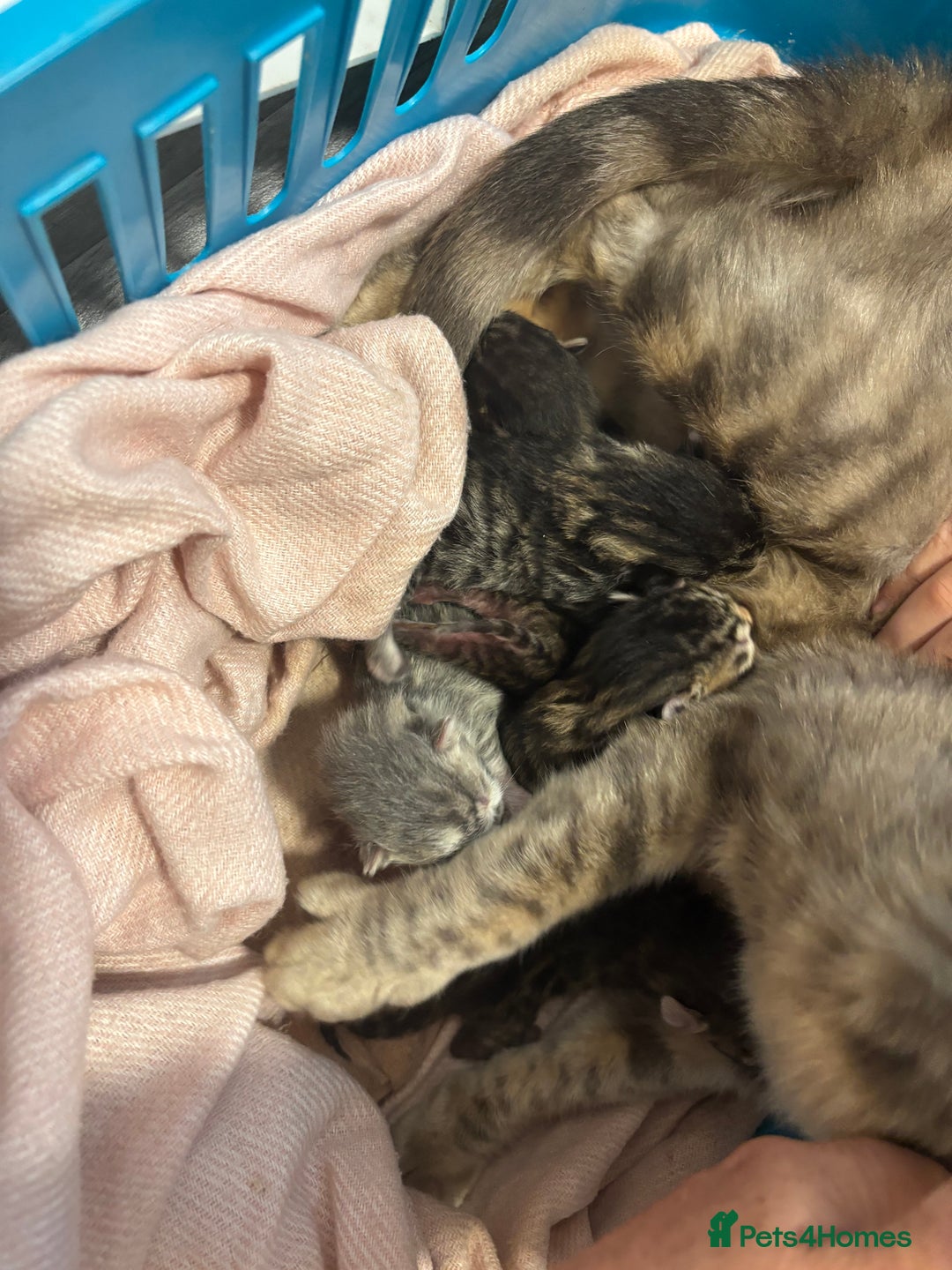 Bengal cats for sale: Full bengal kittens - Image 3