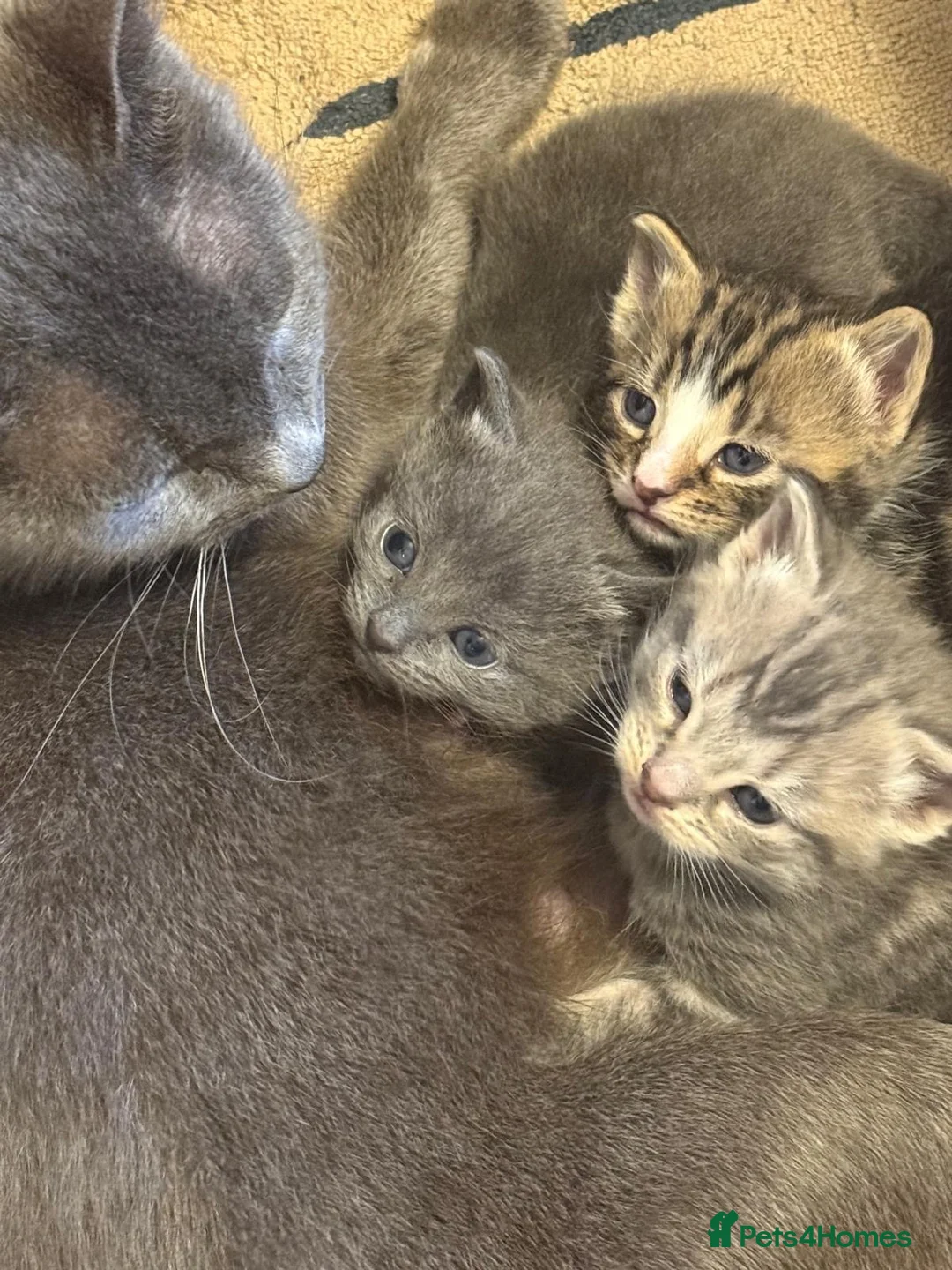 Domestic Shorthair cats for sale: 3 gorgeous kittens for sale in Warrington - Advert 2