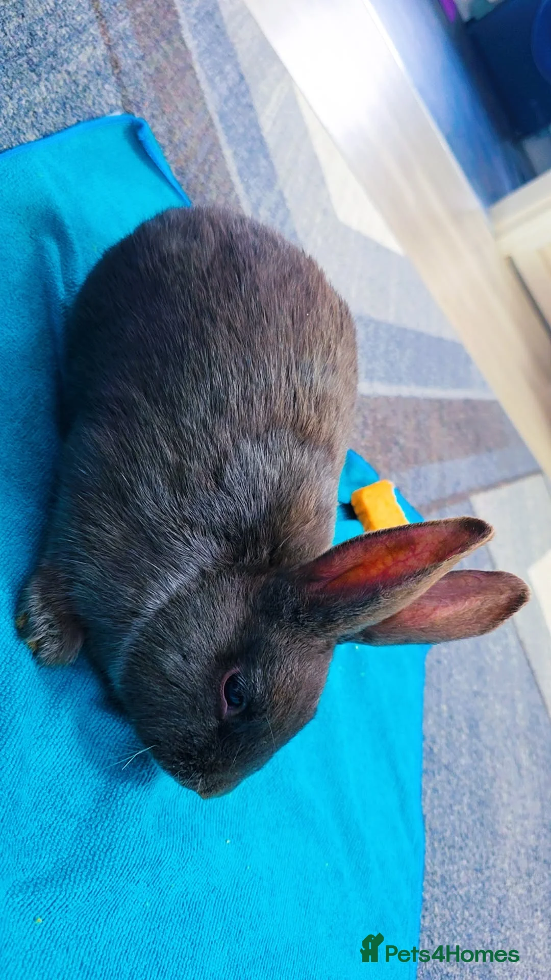 Alaska rabbits for sale: 2 Alaskan rabbits - Advert 4