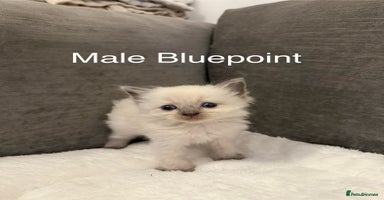 Ragdoll cats - Advert 9