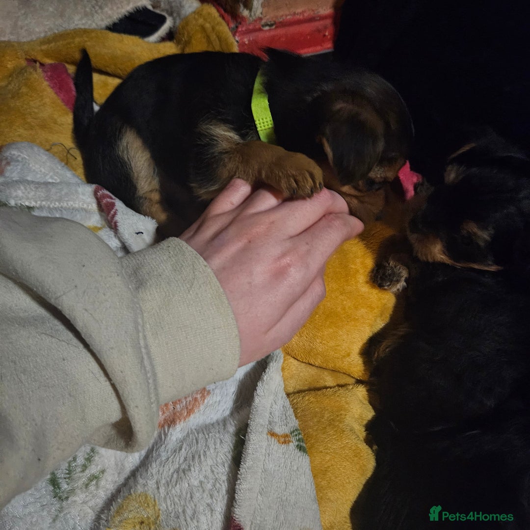 Mixed Breed dogs for sale:  **  yorkshire x full sized yorkshire terrier - Advert 14