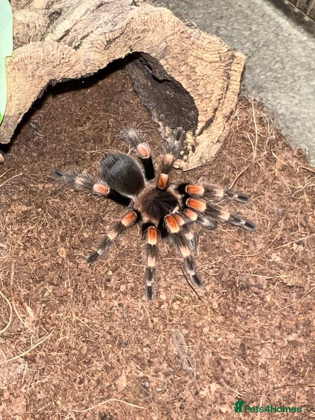 Tarantulas invertebrates for sale: Mexican reds knee juvie  - Advert 1