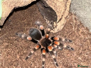 Tarantulas invertebrates Mexican reds knee juvie - Advert 1