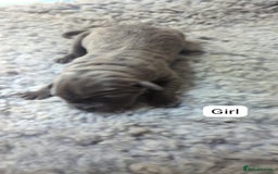 Cane Corso dogs for sale: Purebred champion bloodline cane corso puppies - Image 6
