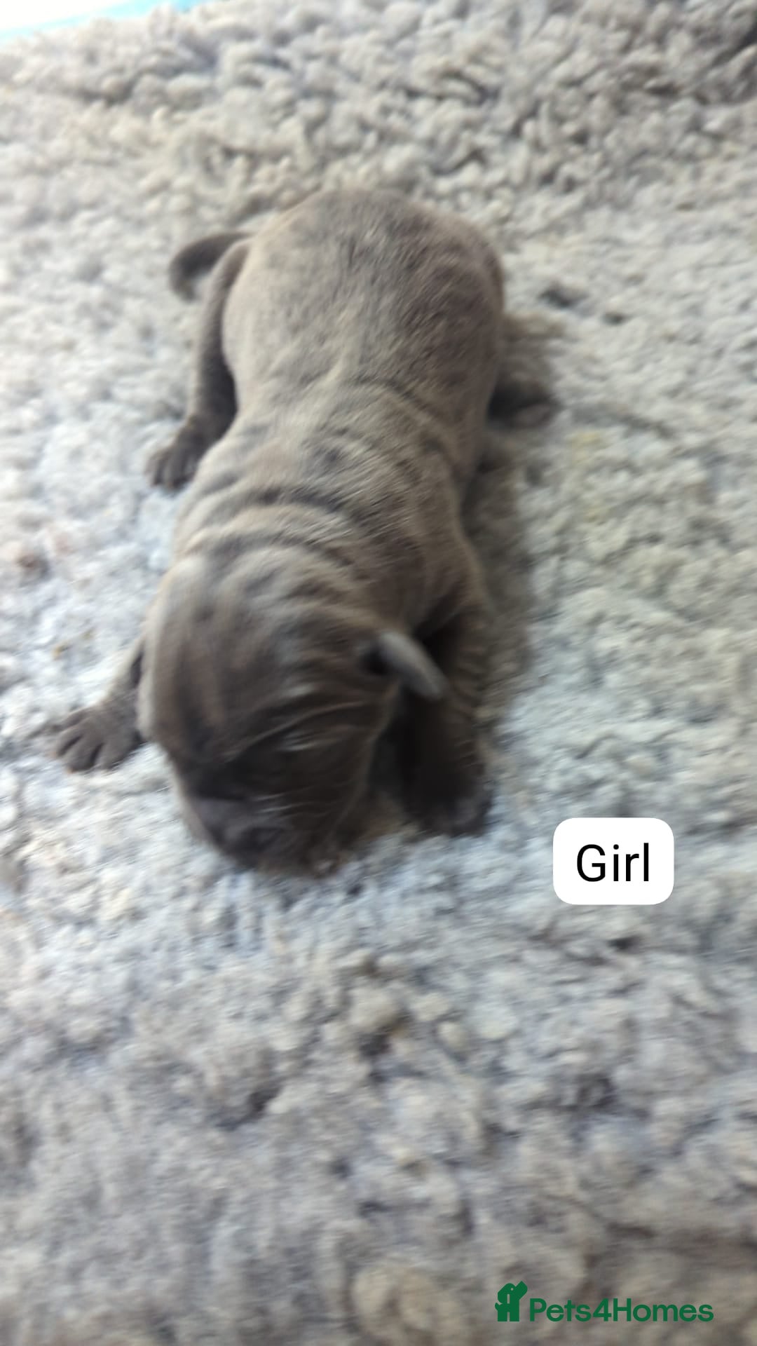 Cane Corso dogs for sale: Purebred champion bloodline cane corso puppies - Image 6