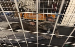 French Bulldog dogs for sale: French Bulldog Rocco - Image 4