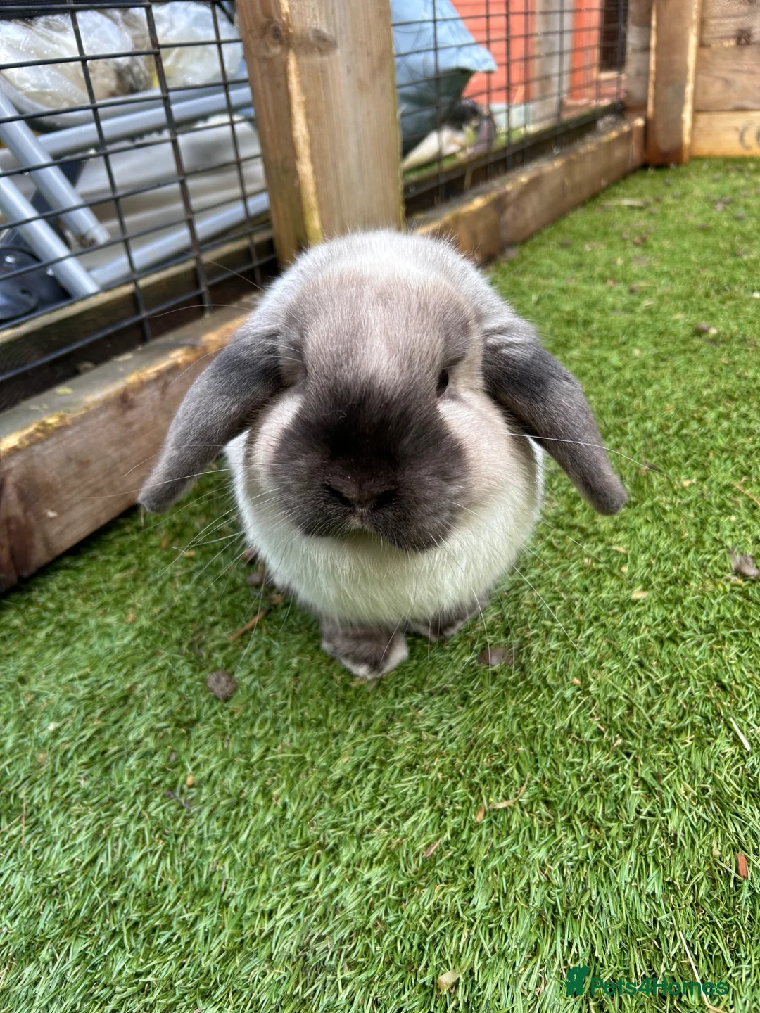 Mini Lop rabbits for sale: 🌸Pure Breed Mini lop🌸 - Advert 5