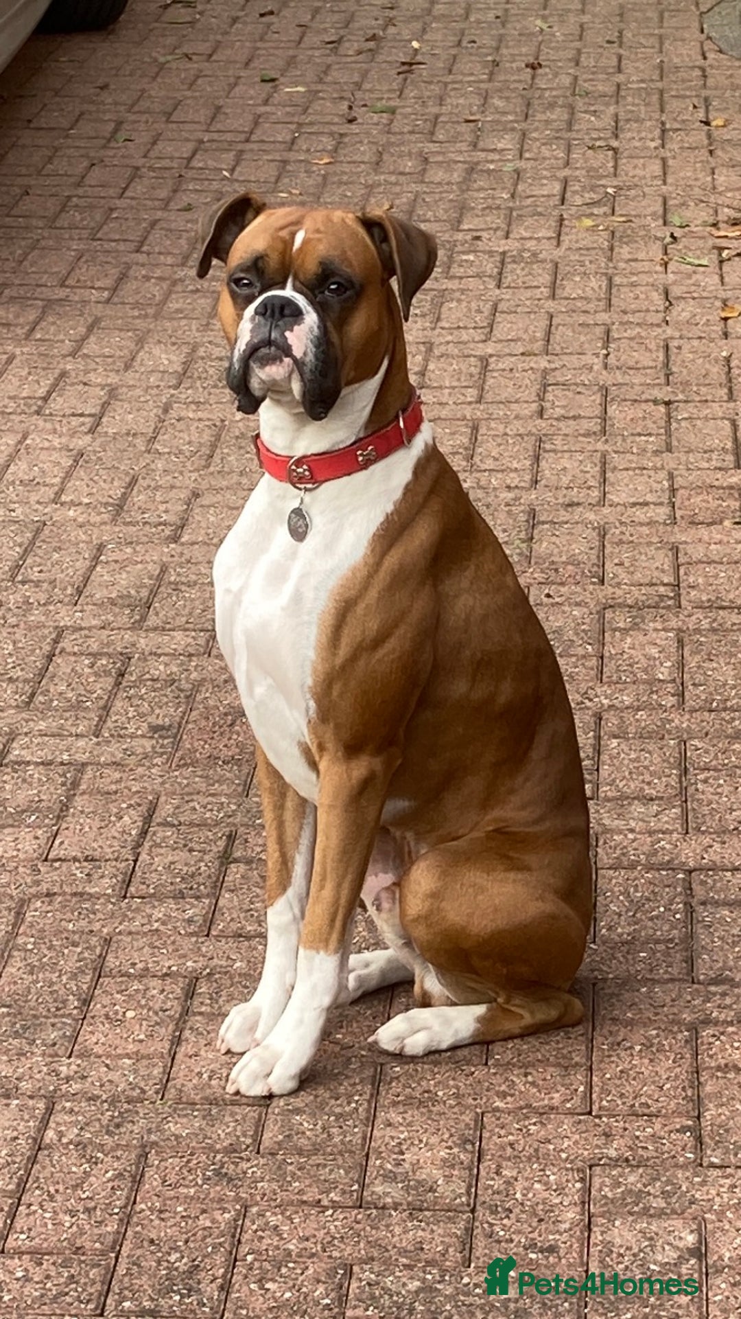 Boxer dogs for stud: Handsome Boxer for Stud  in Beverley - Advert 4