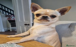 Chihuahua dogs for sale: Stunning KC cream male chihuahua - Image 2