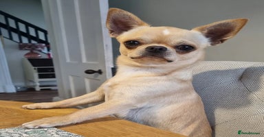 Chihuahua dogs - Advert 4