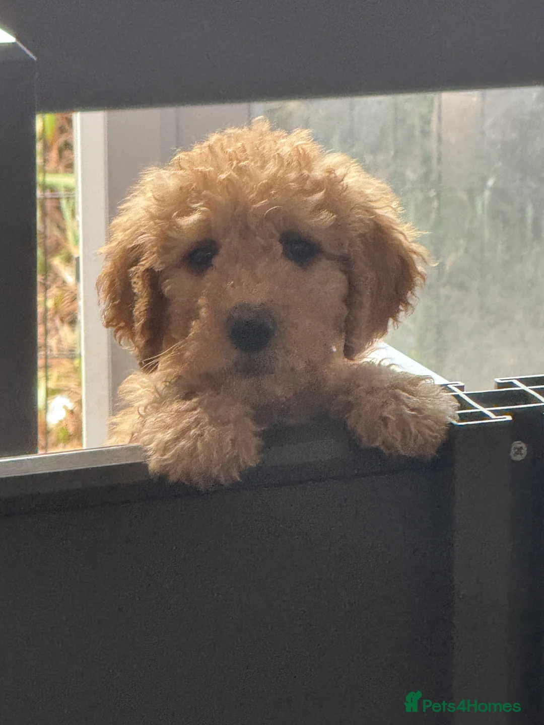 Goldendoodle dogs for stud: Goldendoodle Standard size (proven)  in Manchester - Advert 36