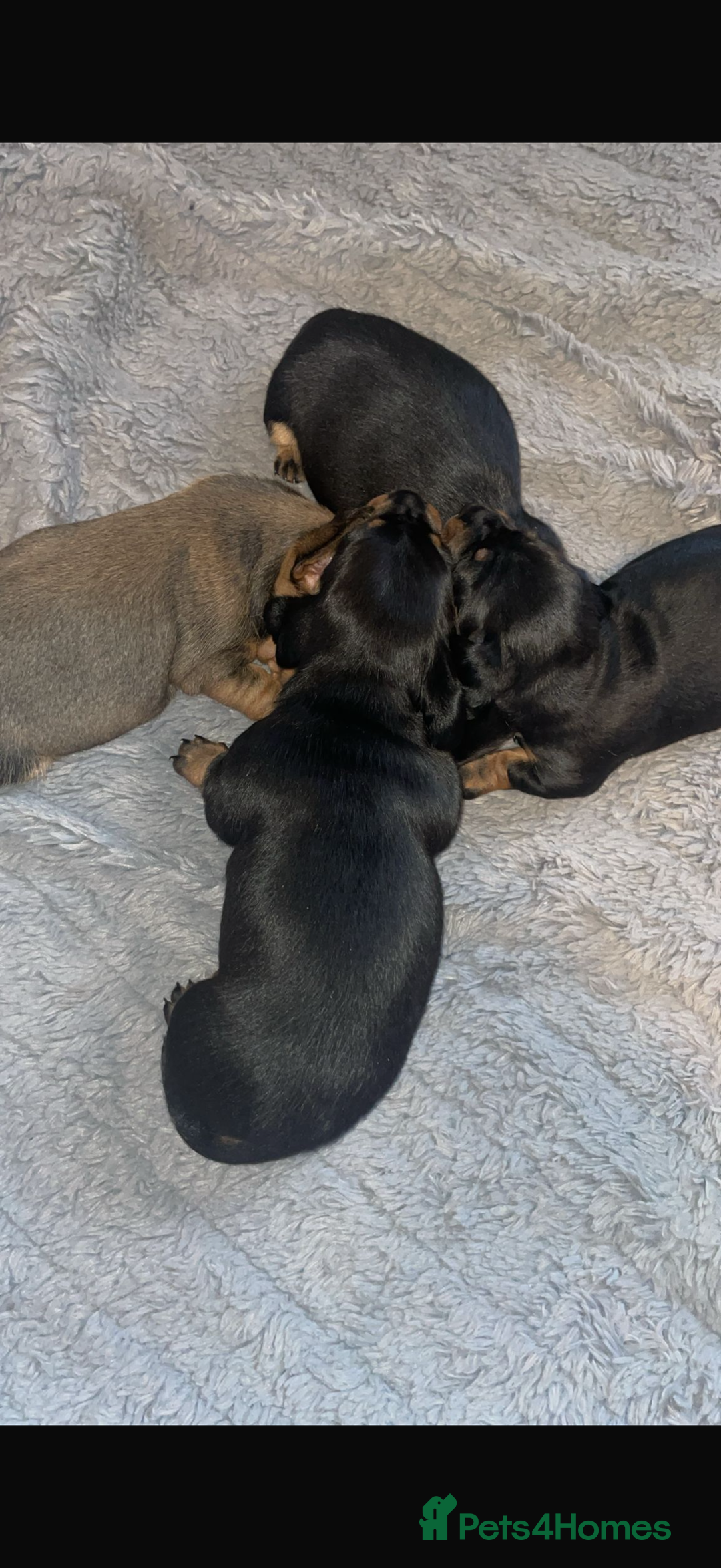 Dachshund dogs for sale: Puppies for sale!!  - Advert 1
