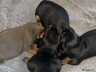 Dachshund dogs Puppies for sale!! - Advert 2