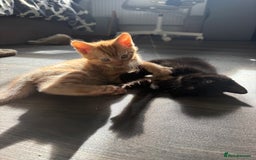 Mixed Breed cats for sale: Adorable kittens 🐈‍⬛ for sale. - Image 10