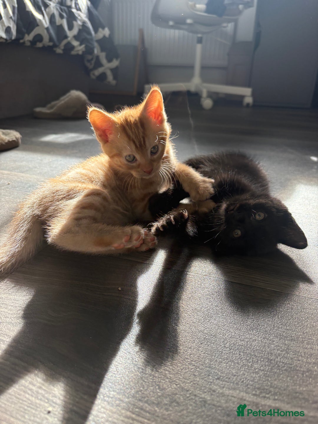 Mixed Breed cats for sale: Adorable kittens 🐈‍⬛ for sale. - Image 10