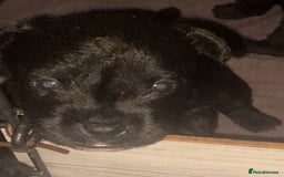 Patterdale Terrier dogs for sale: **Beautiful Patterdale Pups** - Image 3