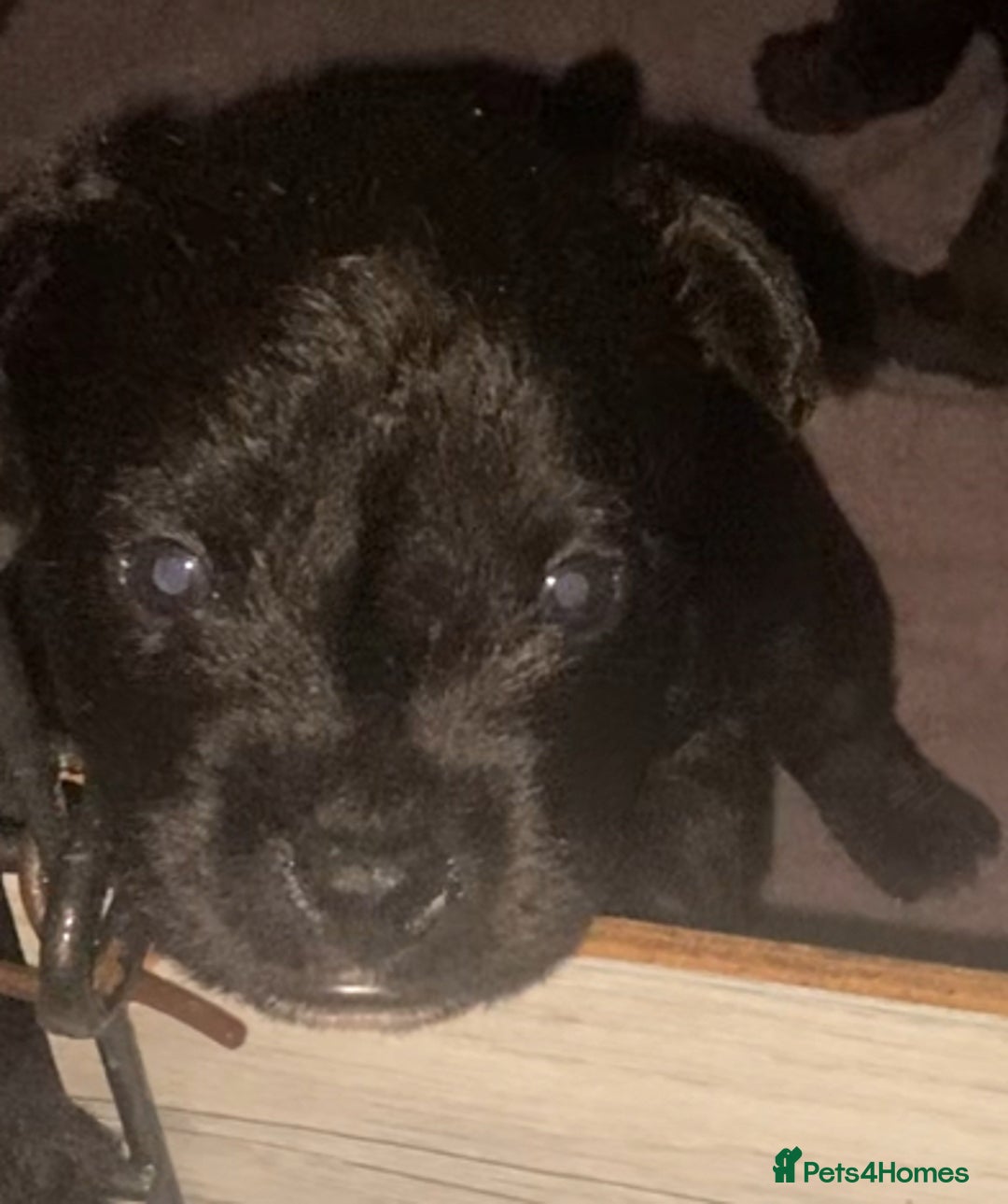 Patterdale Terrier dogs for sale: **Beautiful Patterdale Pups** - Image 3