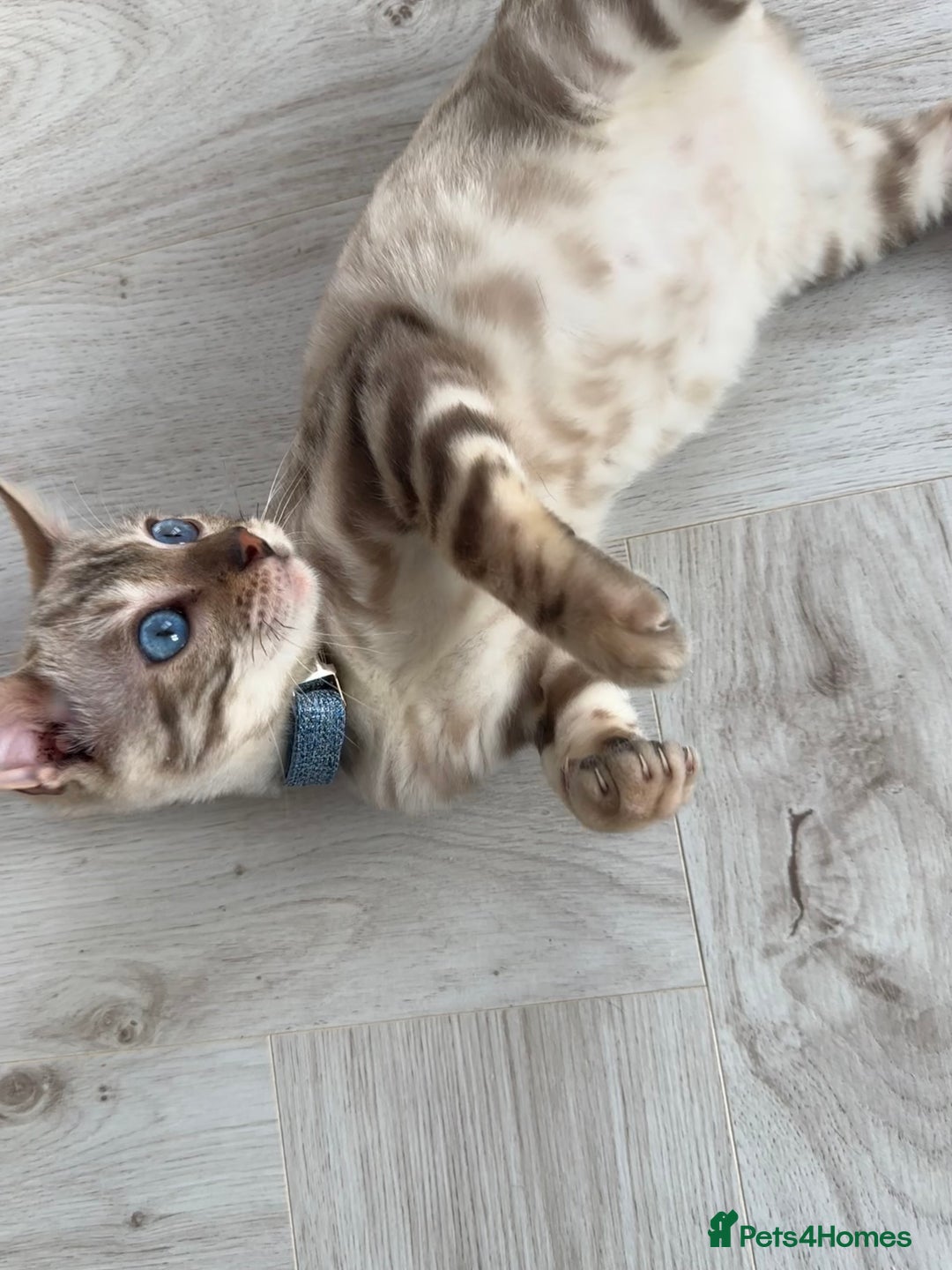 Bengal cats for sale: Snow lynx bengal  - Advert 9