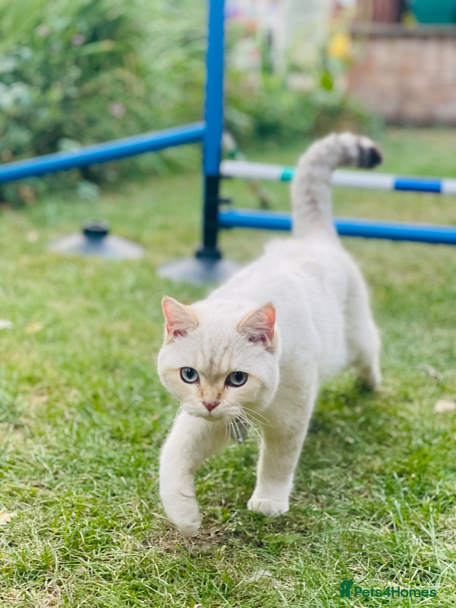 British Shorthair cats British Shorthair - Advert 2