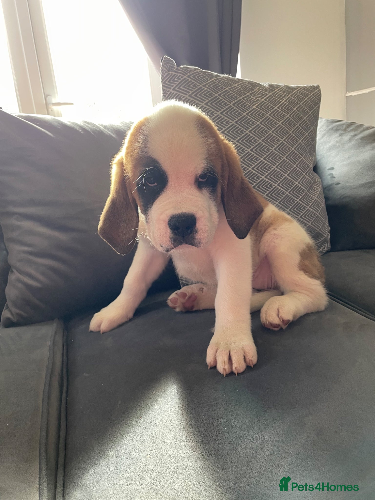 Saint Bernard dogs Kc registered Saint Bernard ready to leave!  - Advert 9