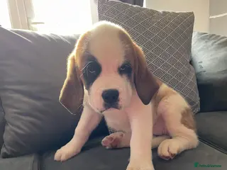 Saint Bernard dogs Kc registered Saint Bernard ready to leave! - Advert 9