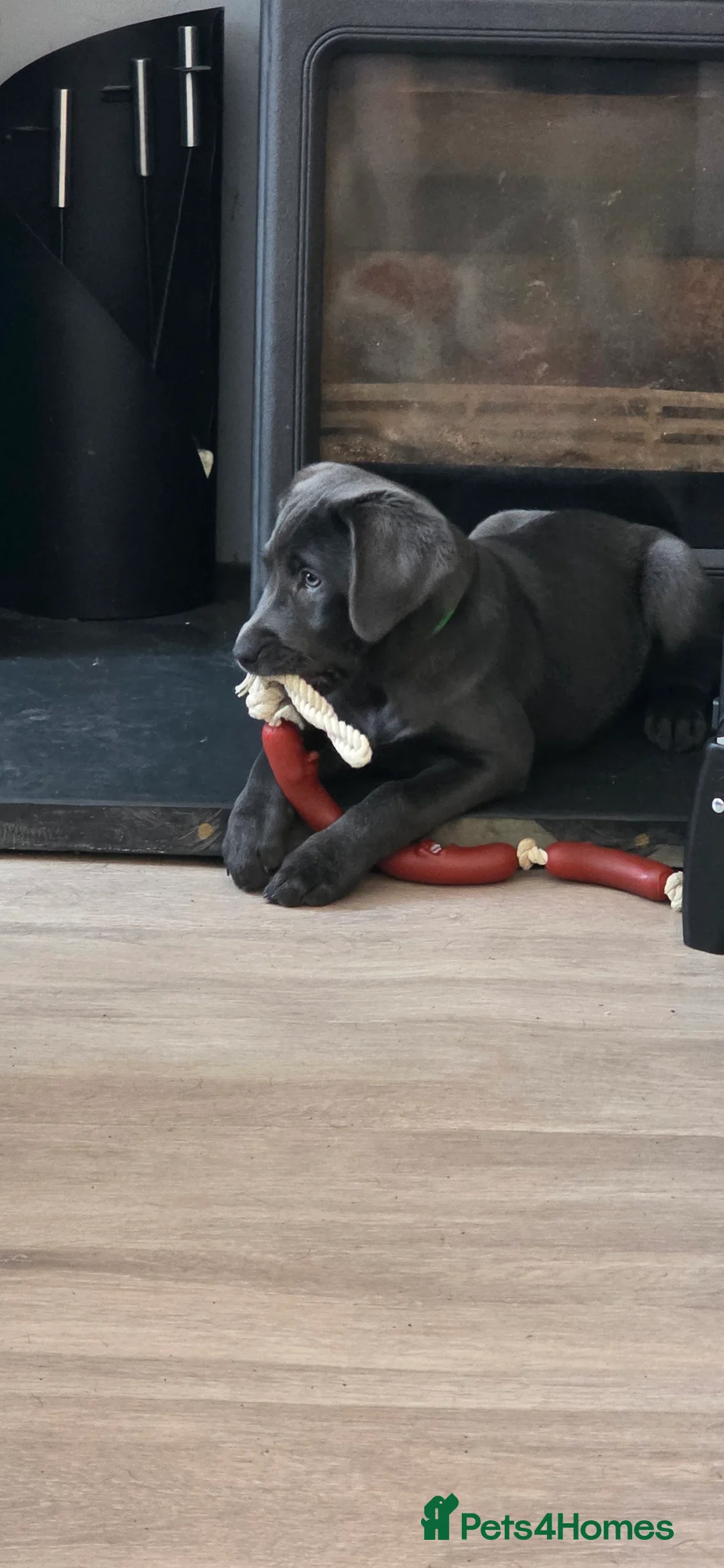 Labrador Retriever dogs for sale: Last pup of litter avalible - Advert 2