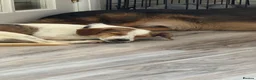 Mixed Breed dogs for adoption: Gentle | House Trained | Goofy & Sweet - Advert 6
