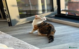 Mixed Breed cats for sale: Cat for rehoming - Image 1