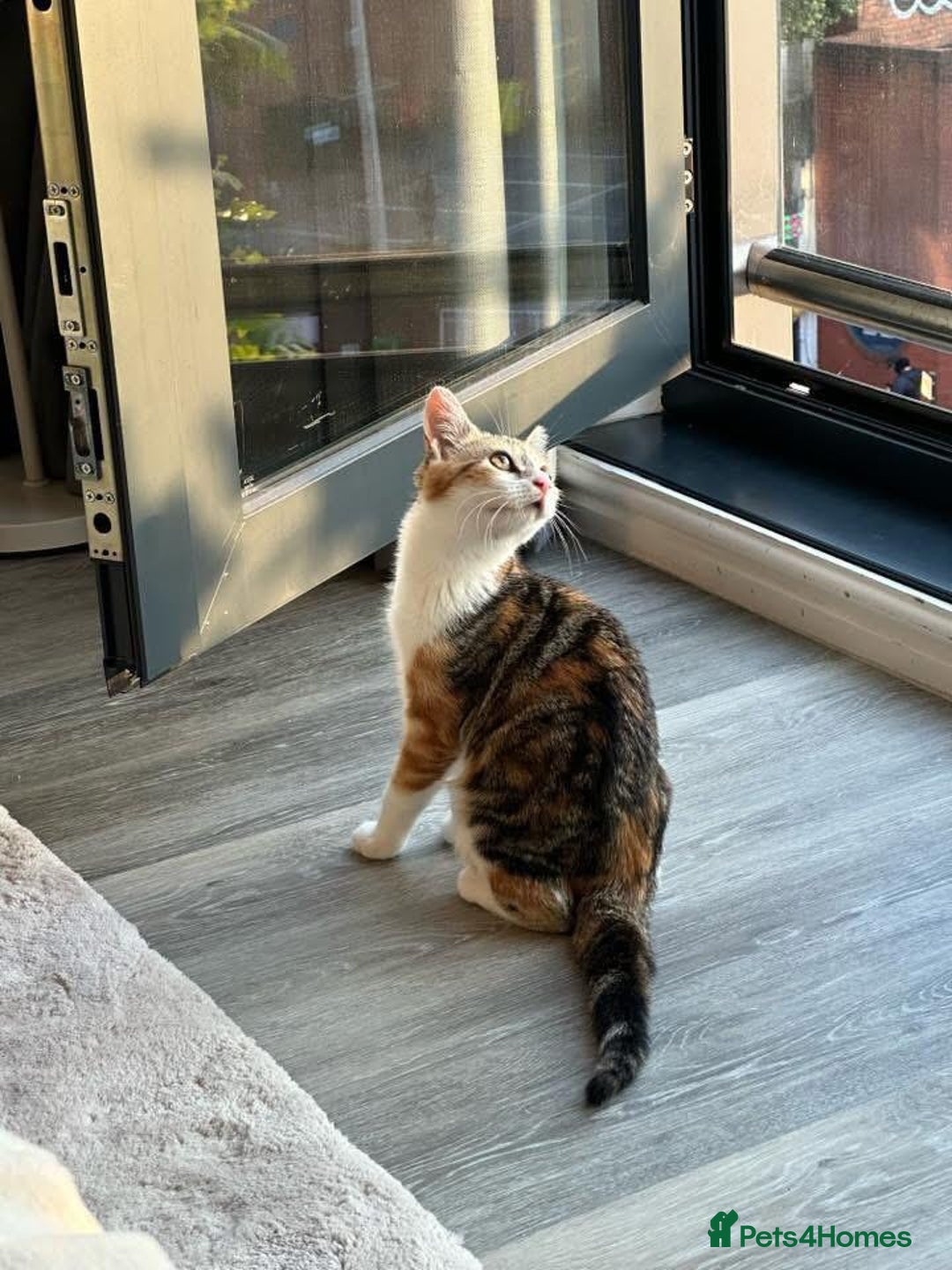 Mixed Breed cats for sale: Cat for rehoming - Image 1