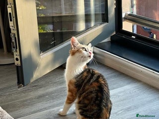 Mixed Breed cats - Advert 17