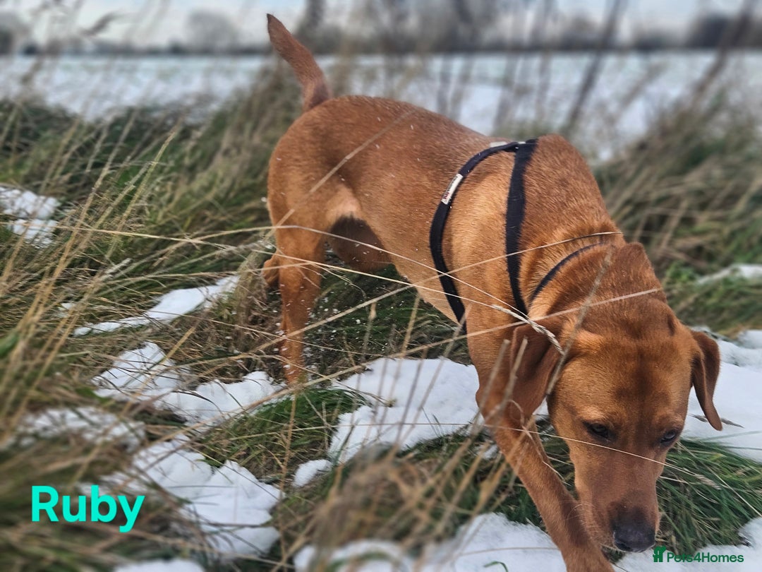 Labrador Retriever dogs for sale: Fox Red Labrador Retriever KC Registered puppies in Wetherby - Image 15