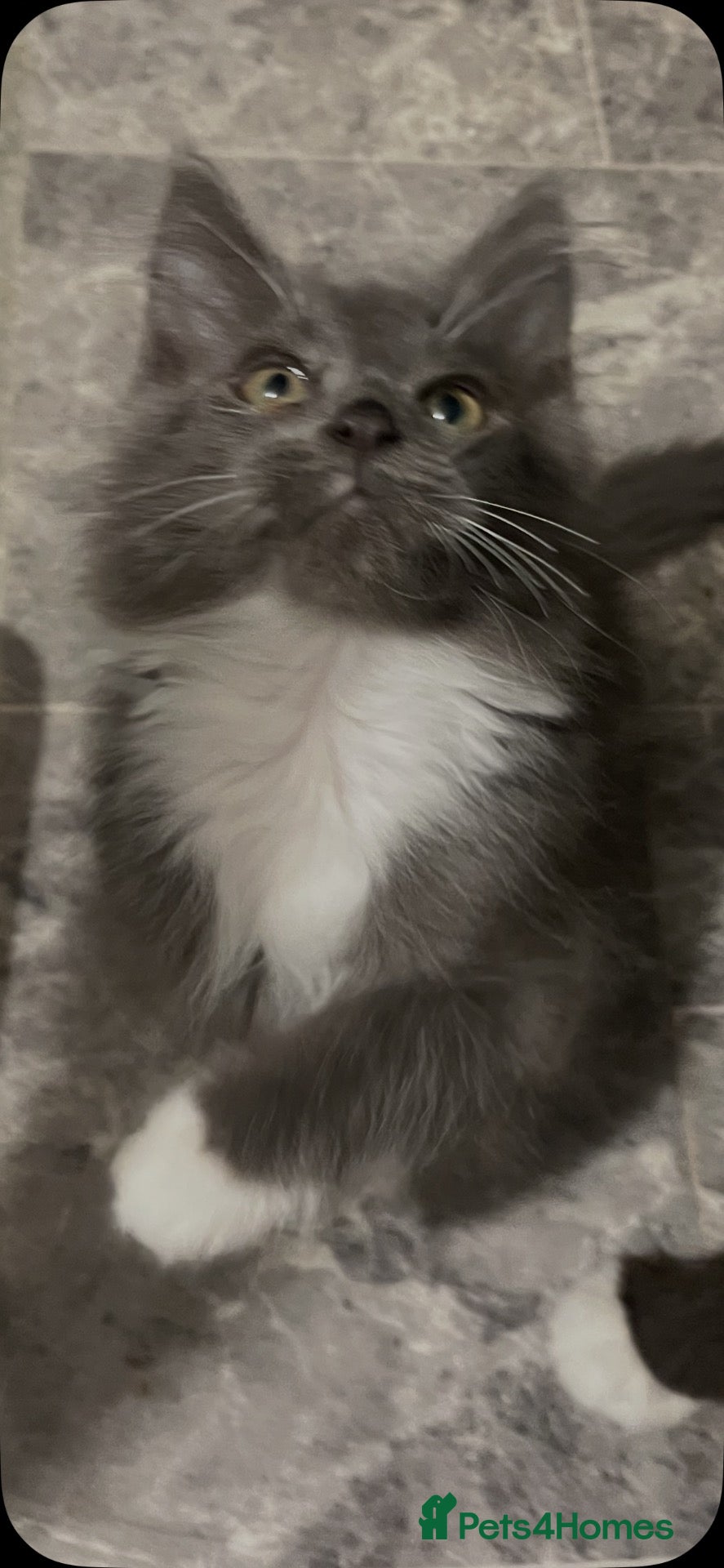 Maine Coon cats Stunning Maine coon babies very large size  - Advert 1