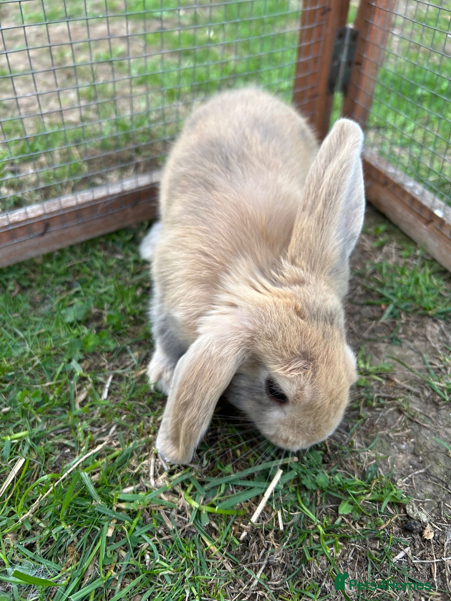 Mini Lop rabbits Beautiful baby bunnies for sale!  - Advert 1
