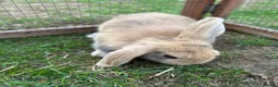 Mini Lop rabbits for sale: Beautiful baby bunnies for sale!  - Advert 1